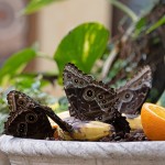 Casa delle Farfalle 2021