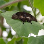 Casa delle Farfalle 2021